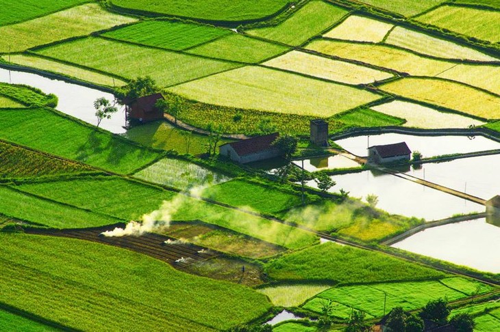 Bac Son Town in harvest time - ảnh 2